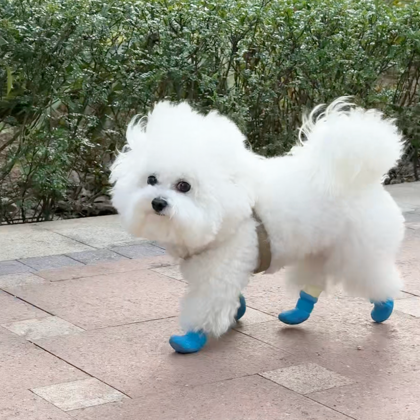 Chewie Cozy Shoes