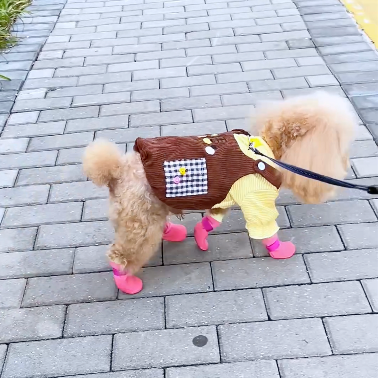 Chewie Cozy Shoes